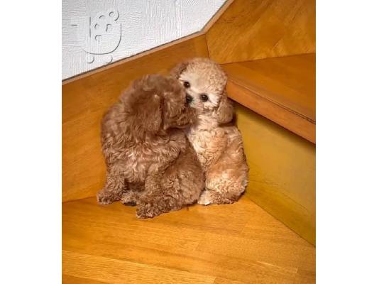 Cute Poodle puppies